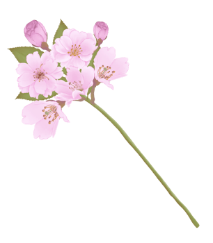 Hand-Drawn Pink Cherry Blossoms - Japan Inspired Flowers png