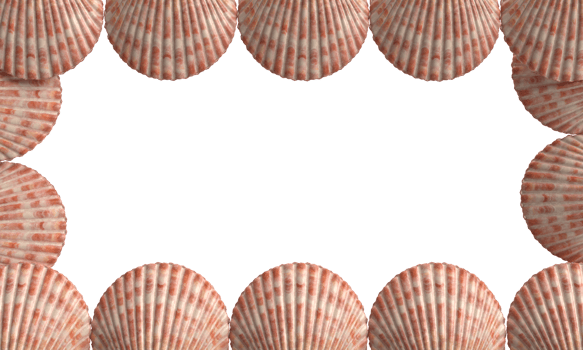 seashell pattern frame empty blank white isolated background wallpaper summer season june month may travel holiday nature sun party sale relax sand starfish animal decoration water scallop png