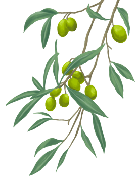 Olive fruit plant painting illustration png