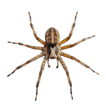AI generated Jumping spider isolated on transparent background png