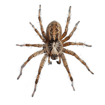 AI generated Jumping spider isolated on transparent background png