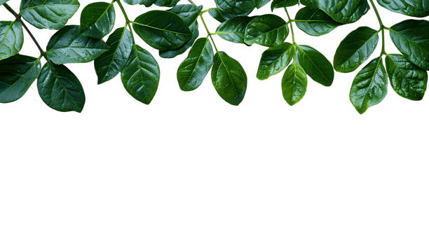 AI generated Green leaves PNG. Green leaf border PNG. Green lush leaves top view isolated. Green leaf copy space as concept for nature preservation and ecology importance png