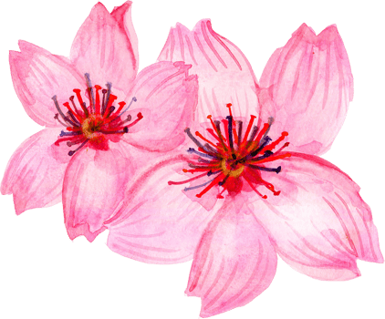 sakura cherry blossom png
