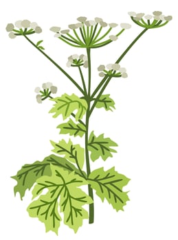 Hogweed. botanical isolated illustration vector