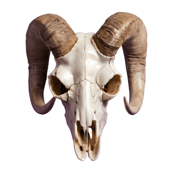 AI generated Transparent background with a horned sheep skull head isolated png