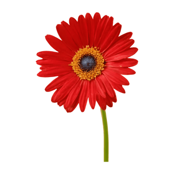 AI generated Red daisies alone on transparent background isolated png