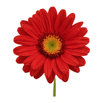 AI generated Red daisies alone on transparent background isolated png