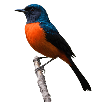 AI generated Whiterumped shama a stunning singing bird found in forests fine art isolated png