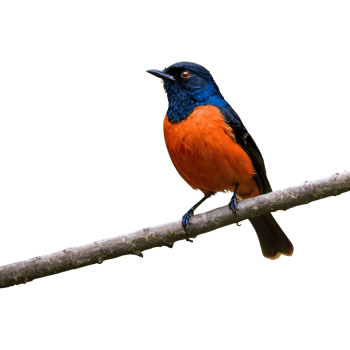 AI generated Whiterumped shama a stunning singing bird found in forests fine art isolated png