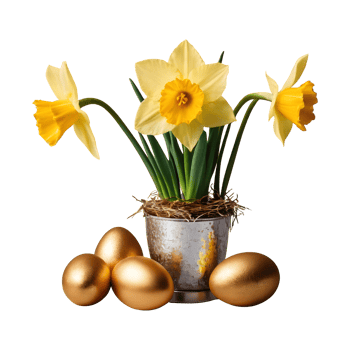 AI generated Daffodil flowers in an aluminum vase with a gold wrapped easter egg group in a bird nest isolated png