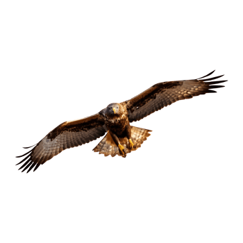AI generated Buzzard flying isolated on transparent background png