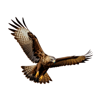 AI generated Buzzard flying isolated on transparent background png