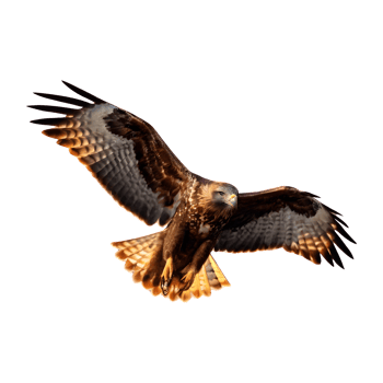 AI generated Buzzard flying isolated on transparent background png