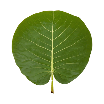 AI generated Photo of a jackfruit leaf isolated png