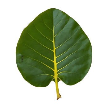 AI generated Photo of a jackfruit leaf isolated png