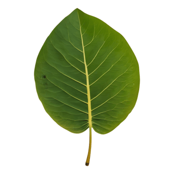 AI generated Photo of a jackfruit leaf isolated png