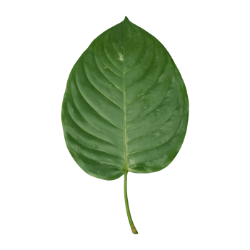 AI generated Tapioca leaf on transparent background isolated png