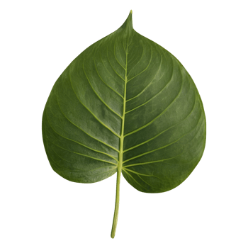 AI generated Tapioca leaf on transparent background isolated png