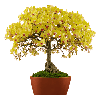 AI generated Gorgeous orchid tree isolated png