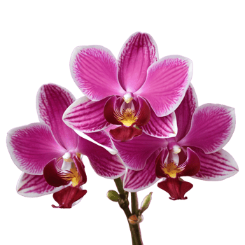 AI generated Gorgeous orchid tree isolated png