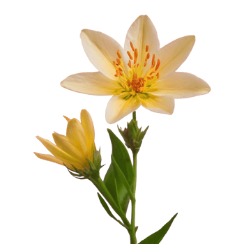 AI generated Stunning natural blooms isolated png