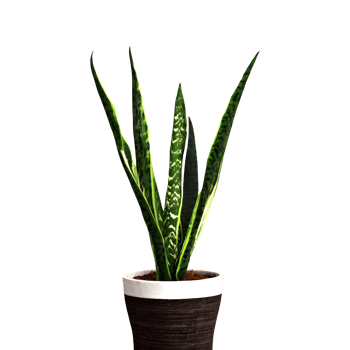 AI generated Snake plant sansevieria trifasciata png isolated on transparent background