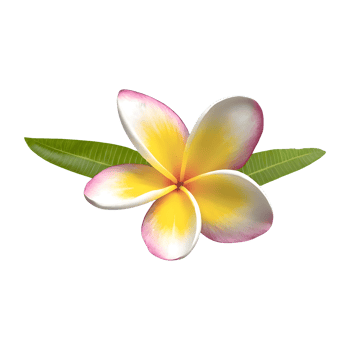 AI generated Plumeria flower isolated on transparent background png
