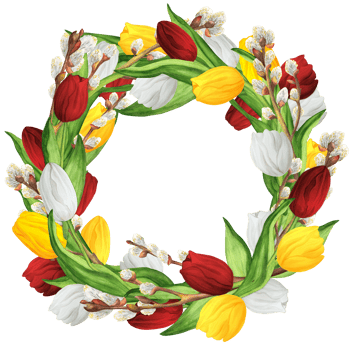 Hand-drawn watercolor illustration. Beautiful wreath with red, white and yellow tulips and lovely pussy-willow branches png