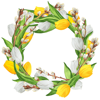 Hand-drawn watercolor illustration. Beautiful wreath with white and yellow tulips and lovely pussy-willow branches png