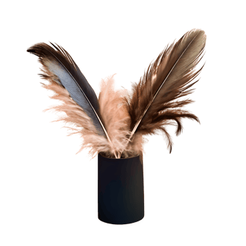 AI generated Feathers adorn a fashionable isolated on transparent background png