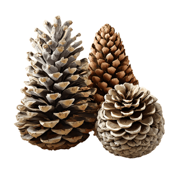 AI generated Beautifully decorated modern handmade large pine cones isolated on transparent background png