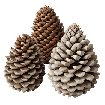 AI generated Beautifully decorated modern handmade large pine cones isolated on transparent background png