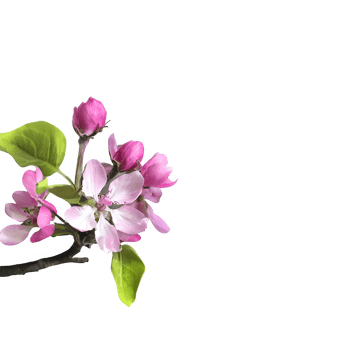 AI generated Spring flowers apple tree in bloom isolated on transparent background png
