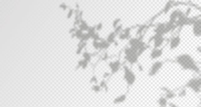 Glare from the sun's rays on the wall. Blurred shadows from leaves and plants in the room. Soft overlay of natural light. Abstract background for product presentation. vector