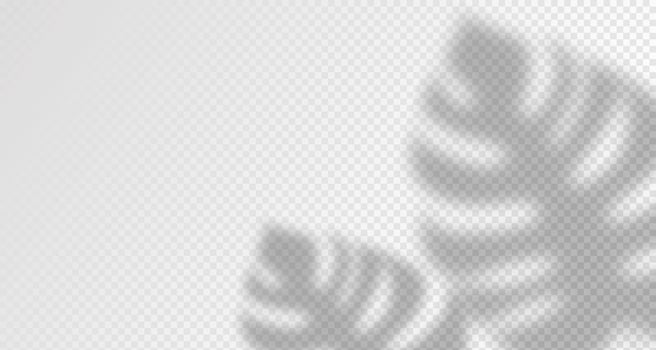 Glare from the sun's rays on the wall. Blurred shadows from leaves and plants in the room. Soft overlay of natural light. vector