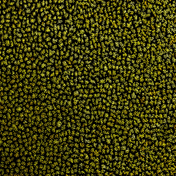 AI Generated Nori flakes dark green thin flakes evenly scattered in heart formation Spices food and culinary png