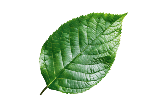 AI generated green leaf isolated on transparent background png