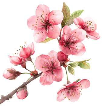 AI generated Watercolor painting of cherry flower isolated on transparent background. png