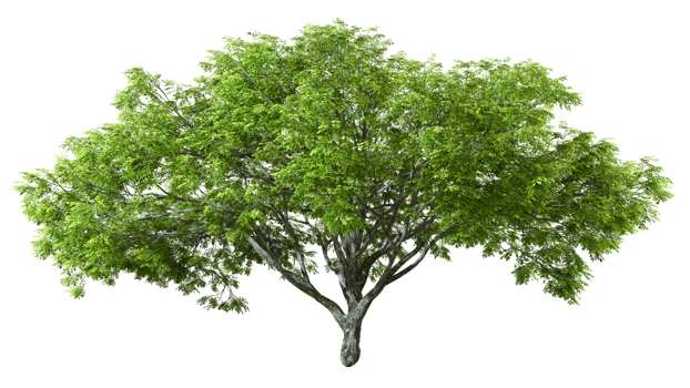 Green perennial big tree shape sunlight shade cut out isolated backgrounds 3d rendering file png