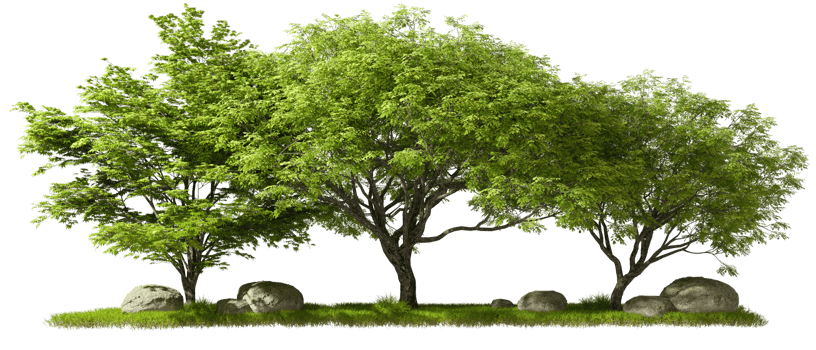 Landscaping green trees with sun light on grass cut out backgrounds 3d illustration png