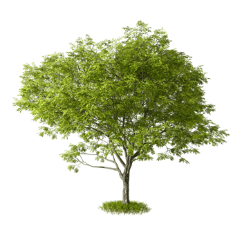 Cut out tree shape on grass isolated background 3d render png
