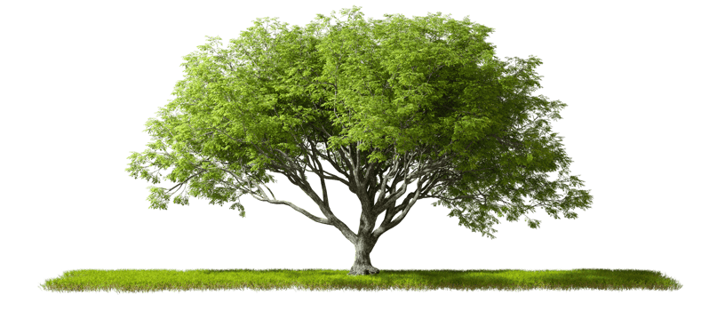 Evergreen nature big trees standing on grass with sunshade cut out transparent backgrounds 3d illustration png