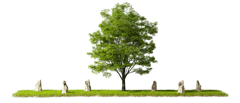 Cut out tree stand alone in Jungle destroyed transparent backgrounds 3d rendering png