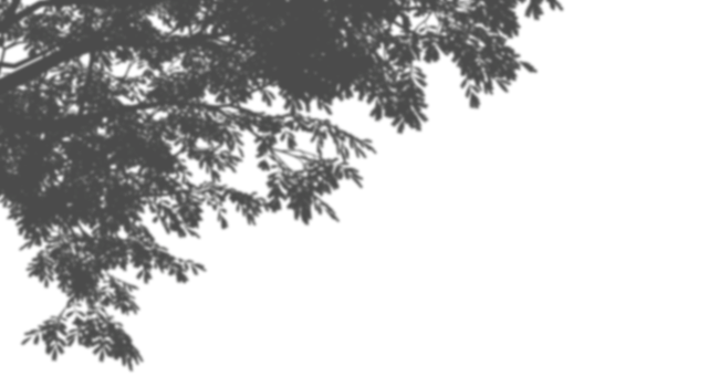 Shadow tree branches sunlight shade on transparent backgrounds 3d rendering png