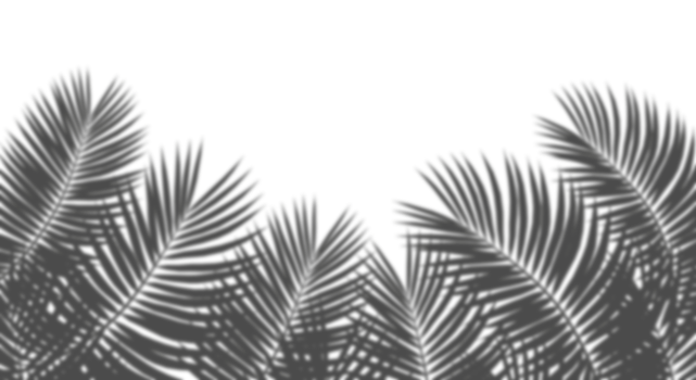 Palm leaves forest blur realistic shadow cut out backgrounds 3d rendering png