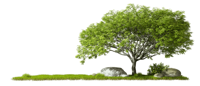 Cut out trees lay out copy space transparent backgrounds 3d render png