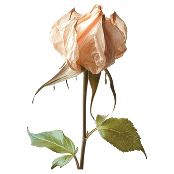 AI generated Orange wilted flower isolated on transparent background png