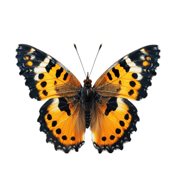 AI generated Butterfly isolated on transparent background png