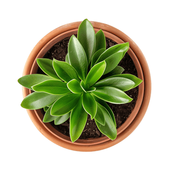 a houseplant isolated on a transparent background, top view, for design or decoration, png