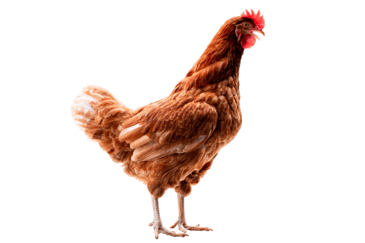 Chicken, Full body of brown chicken hen standing isolated transparent background, Laying hens farmers concept. PNG File